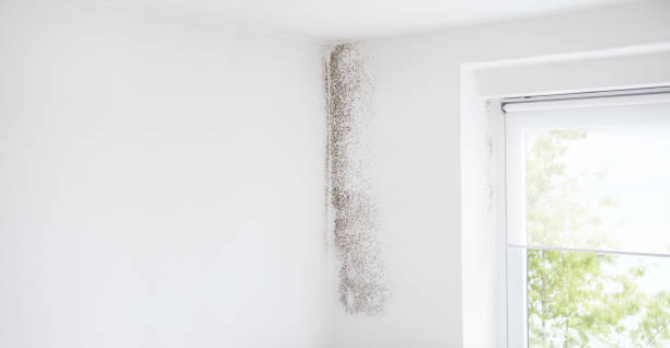 Best Attic Mold Removal  in Holley, FL